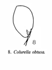 Colurella obtusa