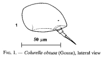 Colurella obtusa