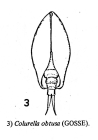 Colurella obtusa