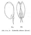 Colurella obtusa