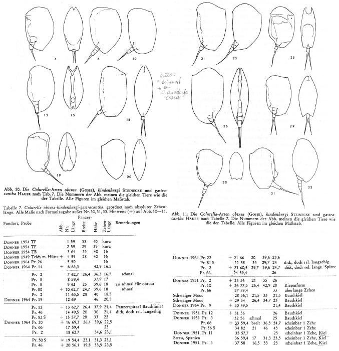 Colurella obtusa Colurella obtusa