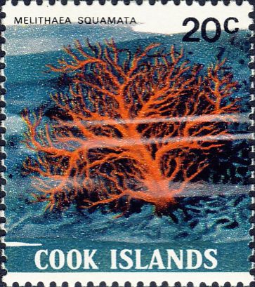 Melithaea squamata Melithaea squamata