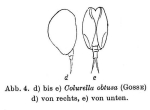 Colurella obtusa