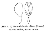 Colurella obtusa