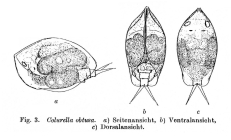 Colurella obtusa
