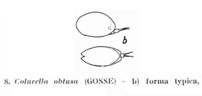 Colurella obtusa