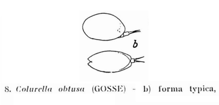 Colurella obtusa Colurella obtusa