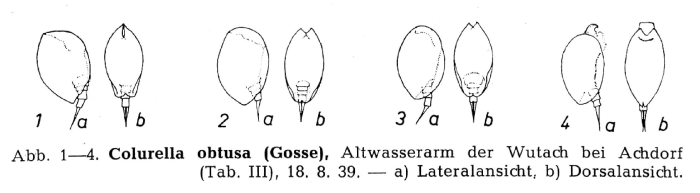 Colurella obtusa Colurella obtusa