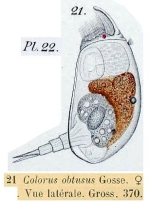 Colurella obtusa