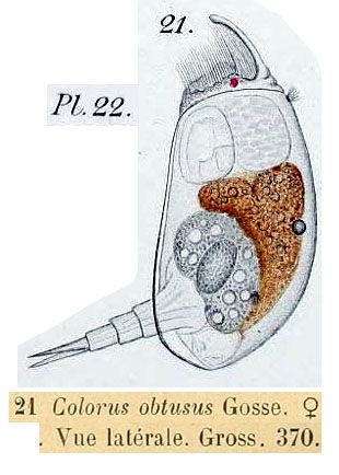 Colurella obtusa Colurella obtusa