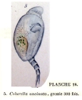Colurella obtusa