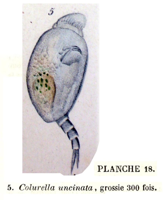 Colurella obtusa
