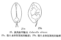 Colurella obtusa