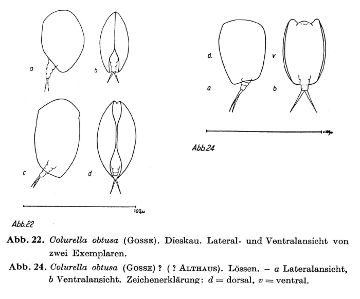 Colurella obtusa Colurella obtusa