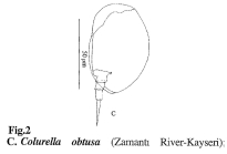 Colurella obtusa