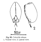 Colurella obtusa