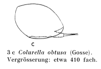 Colurella obtusa