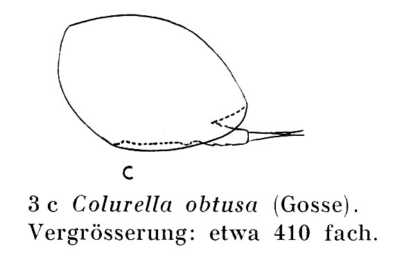 Colurella obtusa Colurella obtusa