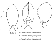 Colurella obtusa