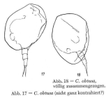 Colurella obtusa