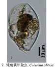 Colurella obtusa