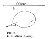 Colurella obtusa
