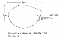 Colurella obtusa