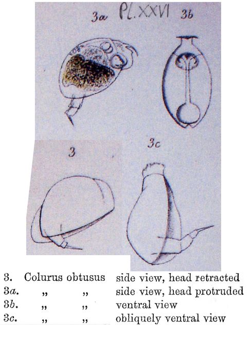 Colurella obtusa - Original description image