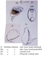 Colurella obtusa
