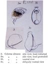 Colurella obtusa