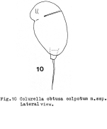 Colurella obtusa colpotum