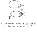 Colurella obtusa f. aperta - Original description image
