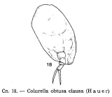 Colurella obtusa f. clausa