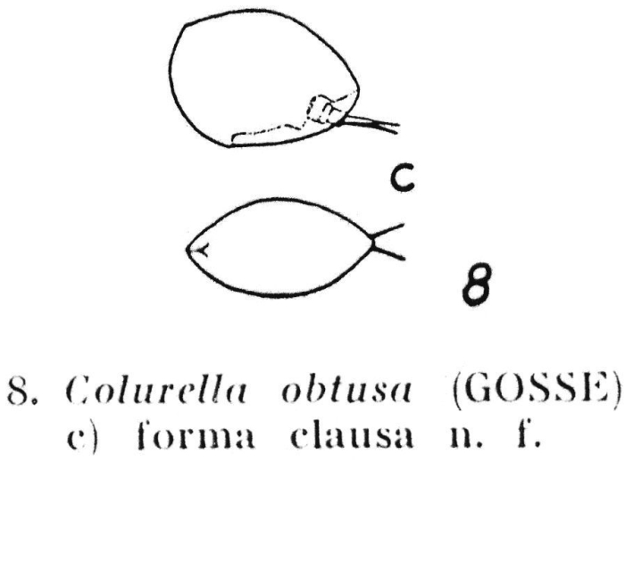 Colurella obtusa f. clausa - Original description image