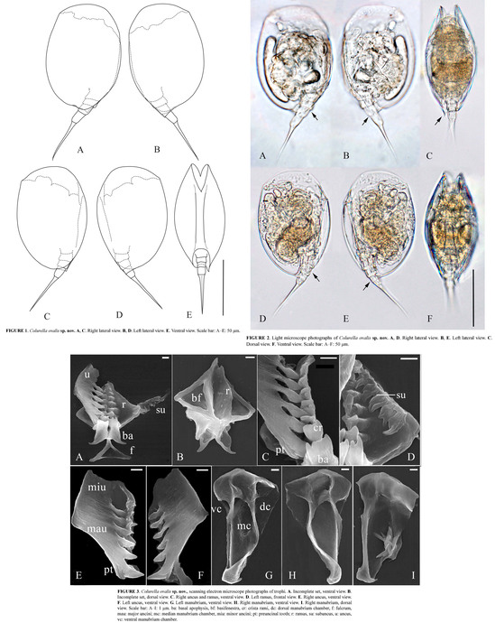 Colurella ovalis - Original description image