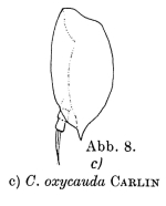 Colurella oxycauda
