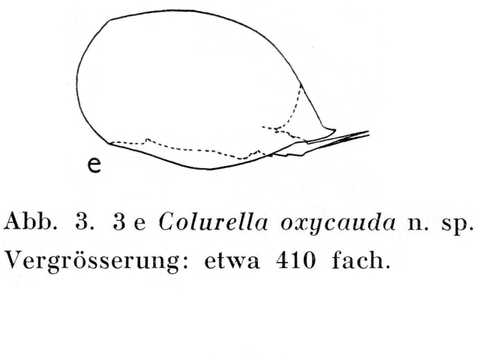 Colurella oxycauda - Original description image