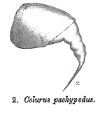 Colurella pachypoda - Original description image