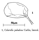 Colurella paludosa