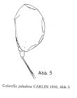 Colurella paludosa