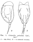 Colurella paludosa