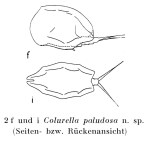 Colurella paludosa - Original description image