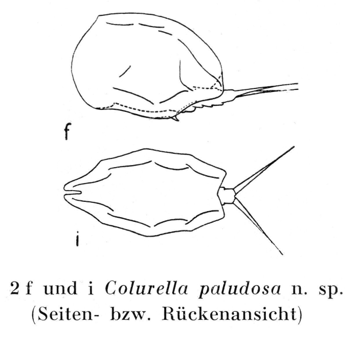 Colurella paludosa - Original description image