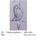 Colurella pedata - Original description image