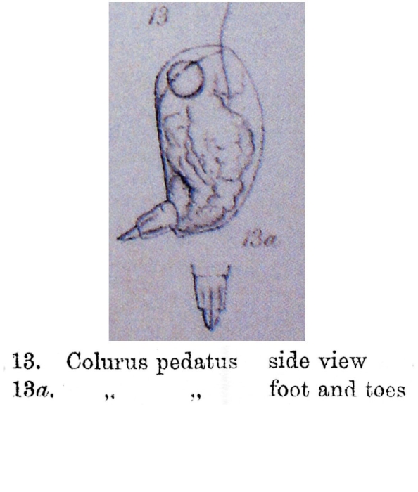 Colurella pedata - Original description image