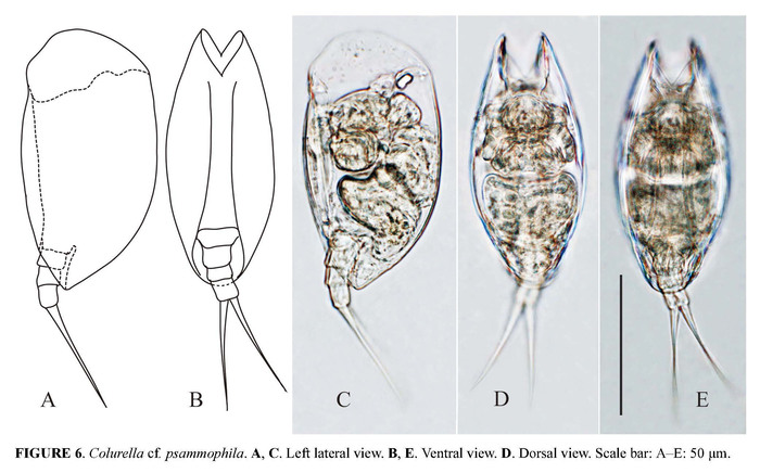 Colurella psammophila