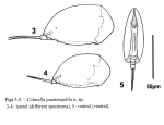 Colurella psammophila - Original description image