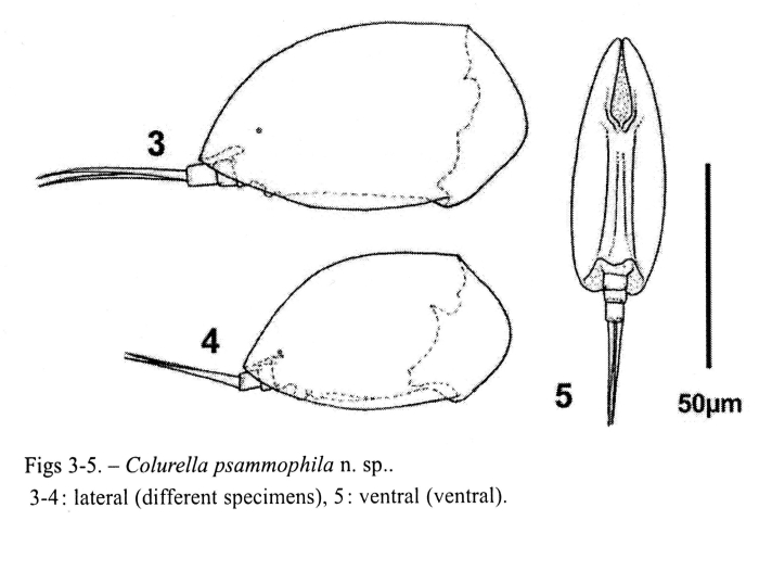 Colurella psammophila - Original description image
