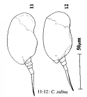 Colurella salina