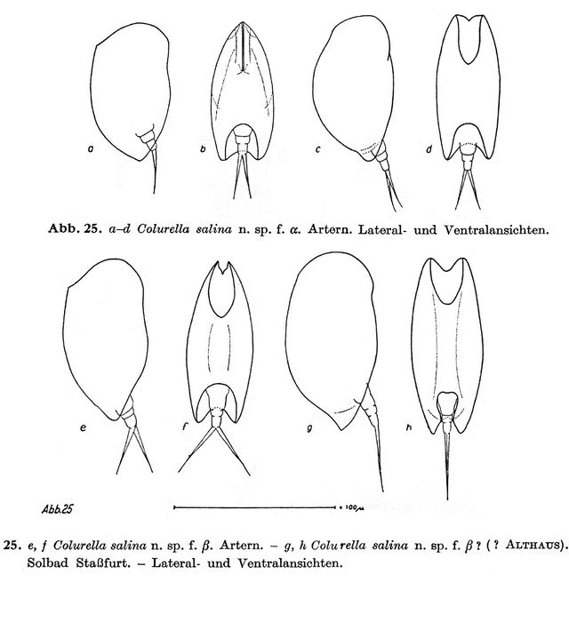 Colurella salina - Original description image